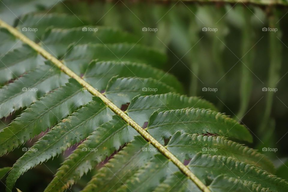 Green leaves of fern , closeup 