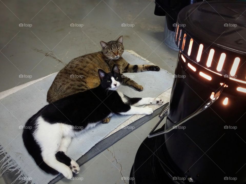 Two cats best friends laying by a heater enjoying the warmth together black and white and tabby cat looking up