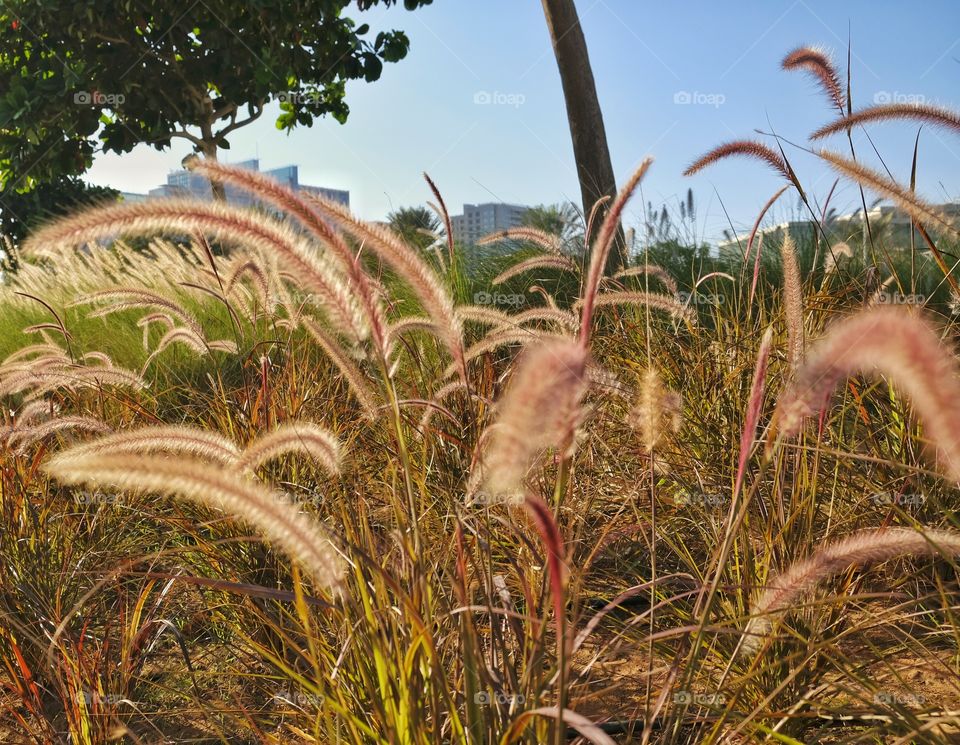 I'm residing in Abu Dhabi but when I saw this I remembered my Childhood in Philippines. Those times I'm taking one of this and using it to tickle someone in my hometown.