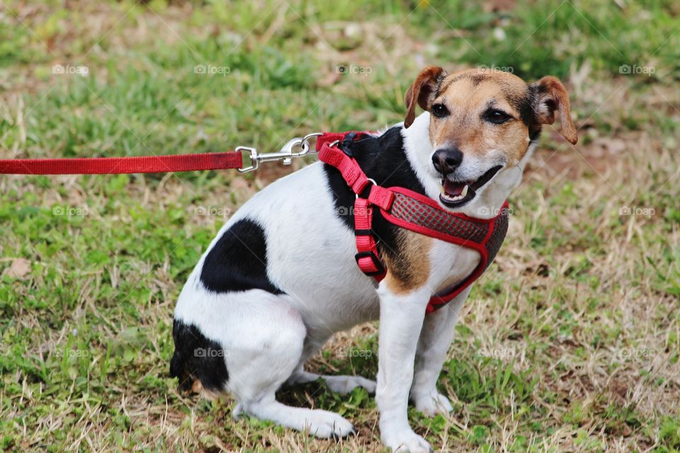 Jack Russell Dog on Leash