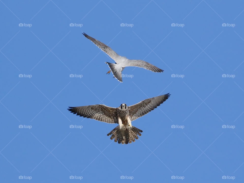 A pair of Peregrine Falcon dance mid-air 