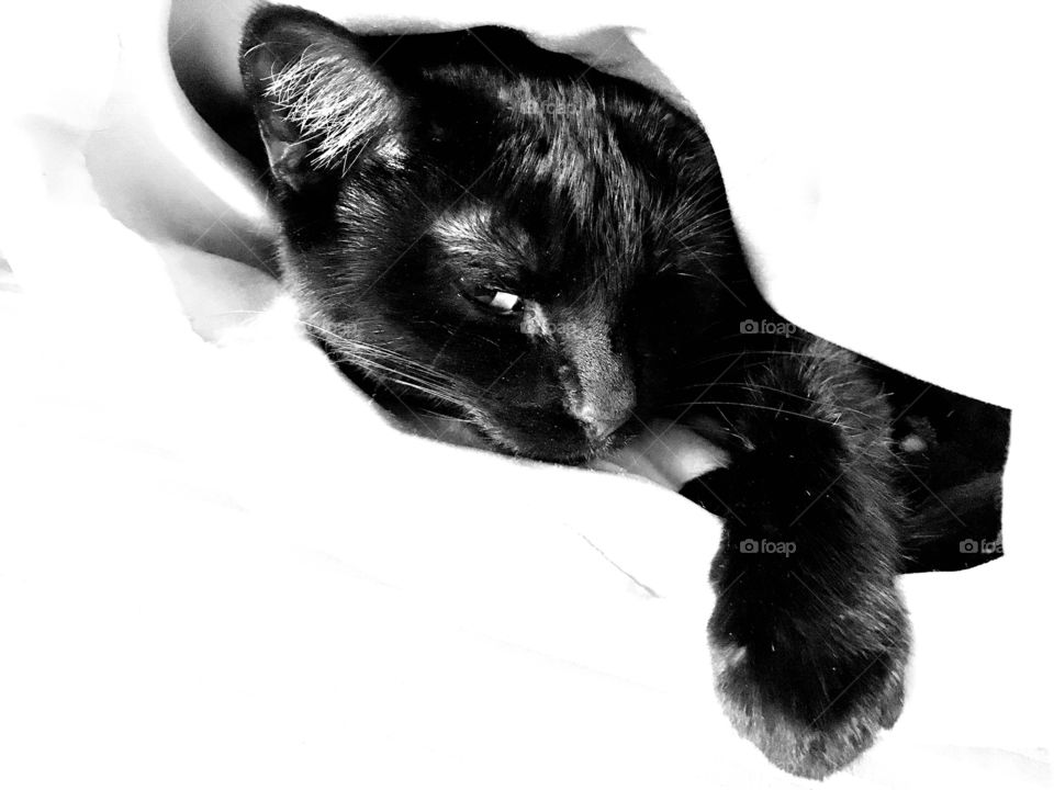 Darling black and white photo of black kitty cat hiding under the covers in bed!! 