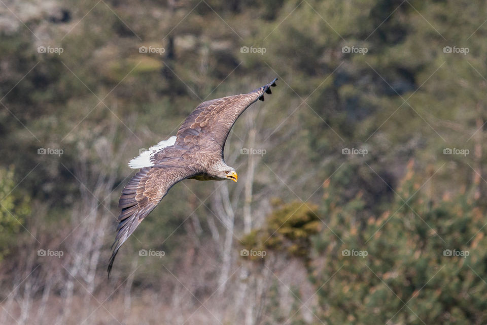 The white tailed eagle in flight