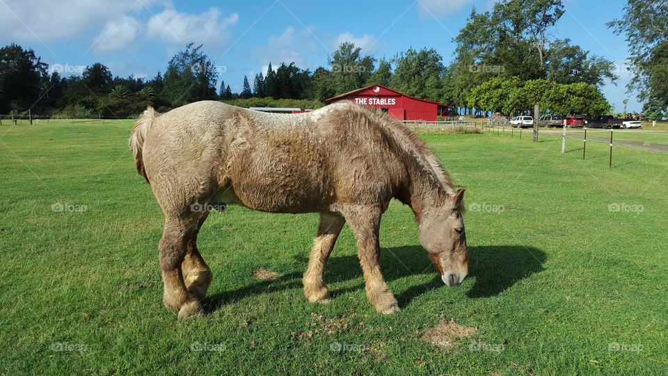 Large draft horse on green pasture with red stable in the background.