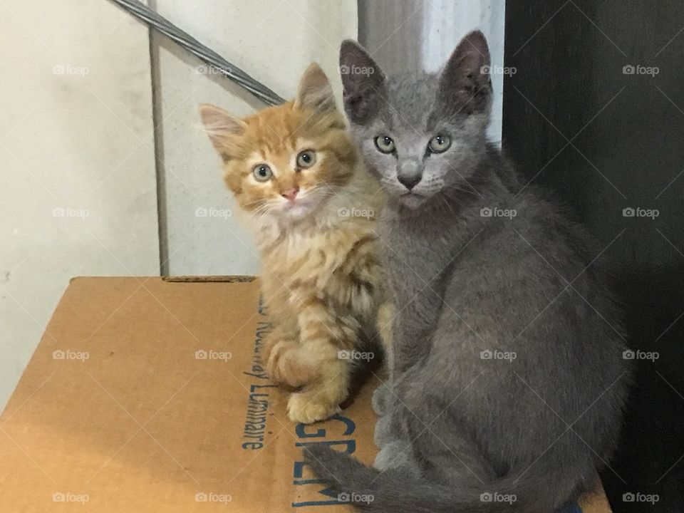 Ginger and gray rescue kittens