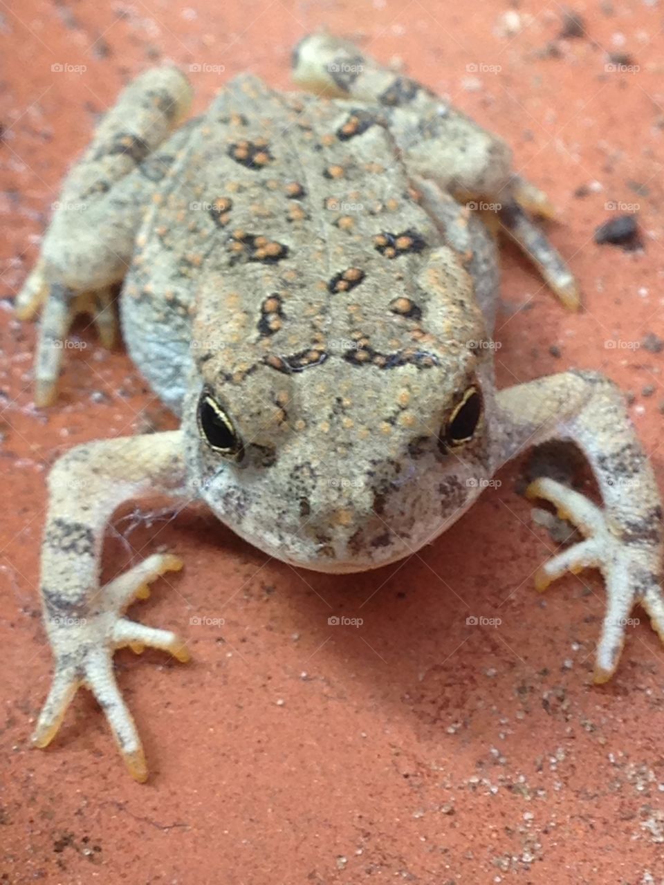 Look at that face!. Small frog