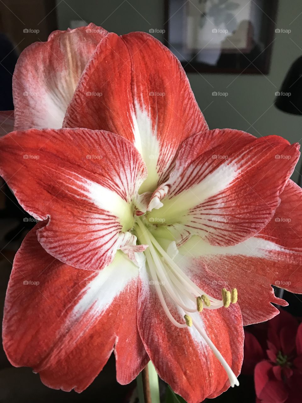 Amaryllis 