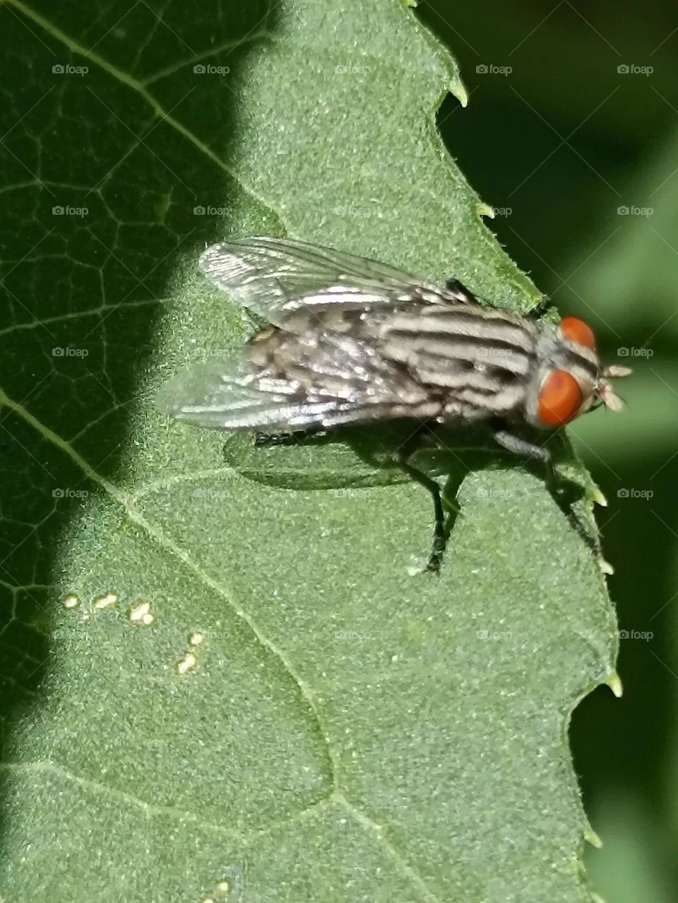 natureza