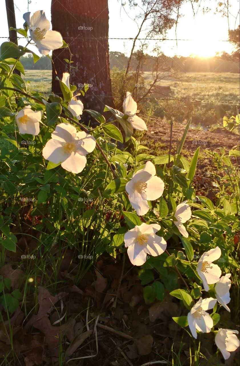 white flowers at dawn