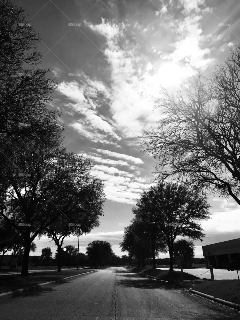 Tree Lined Street in Black and White