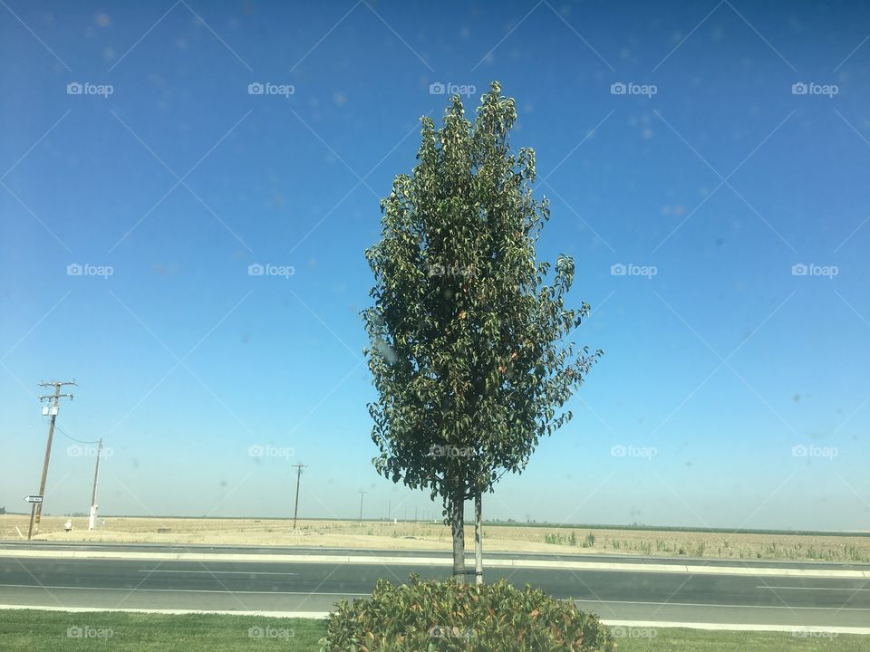 Árbol y calle 
