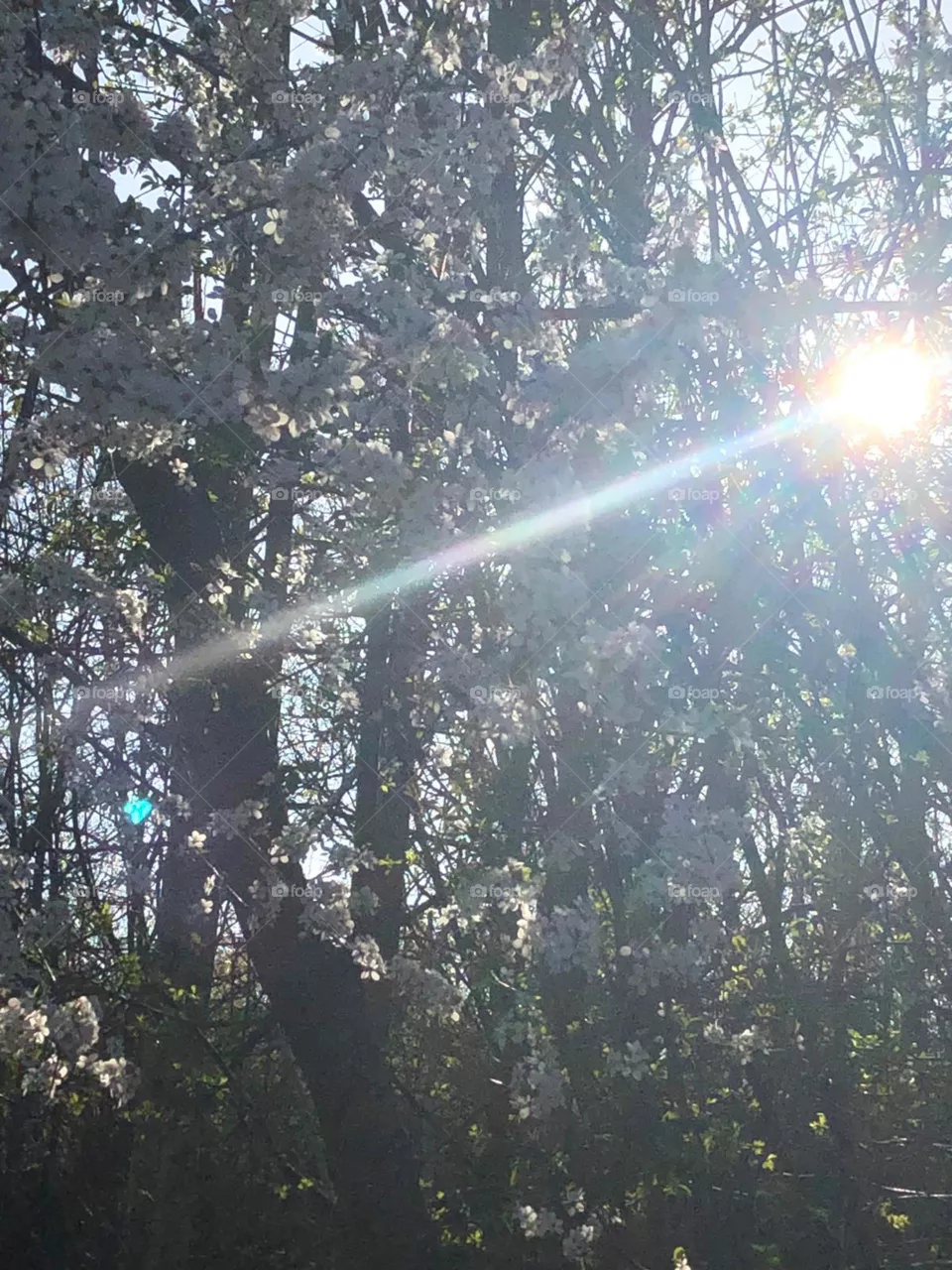 sunshine