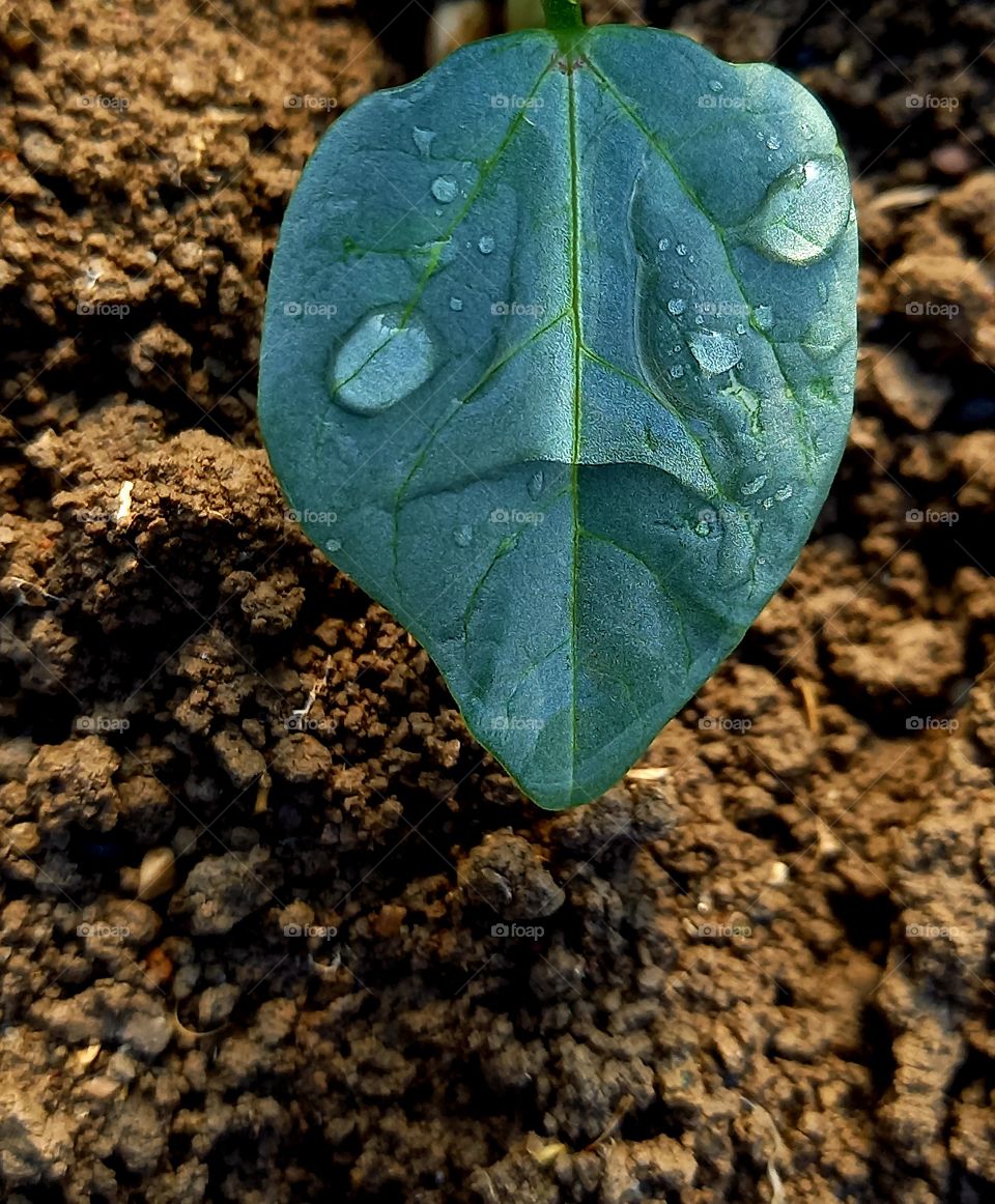 leaf whit water drops