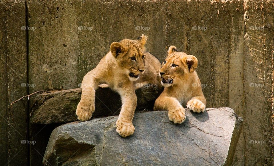 Lion Cubs