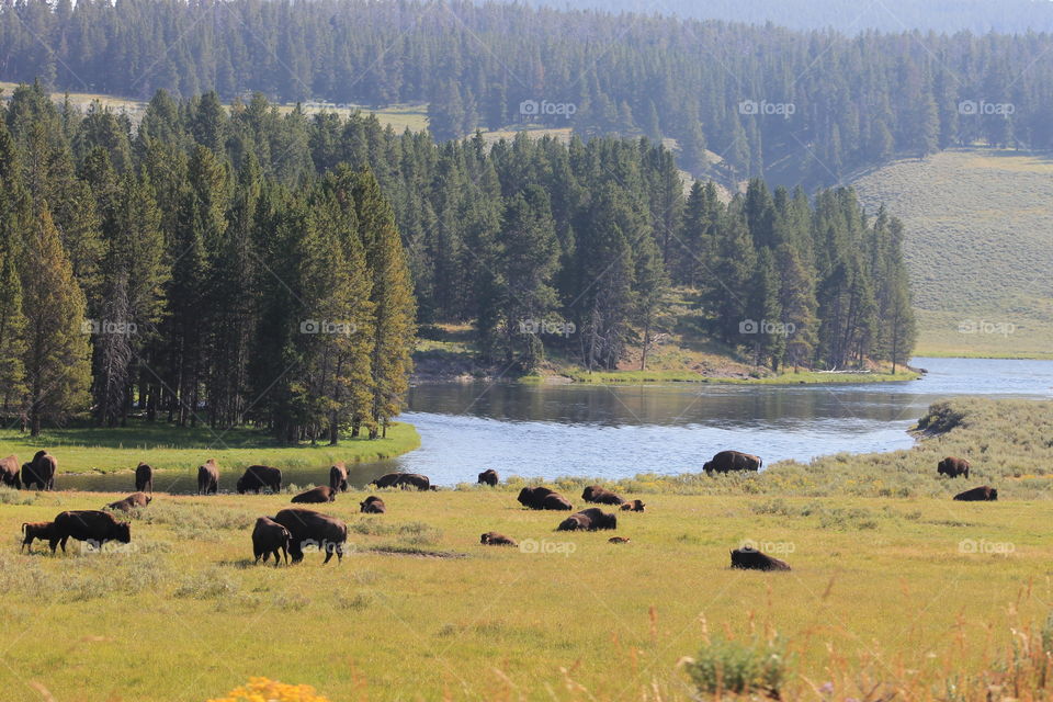 A herd of Buffalo roaming near a lake and forest in Yellowstone National Park.