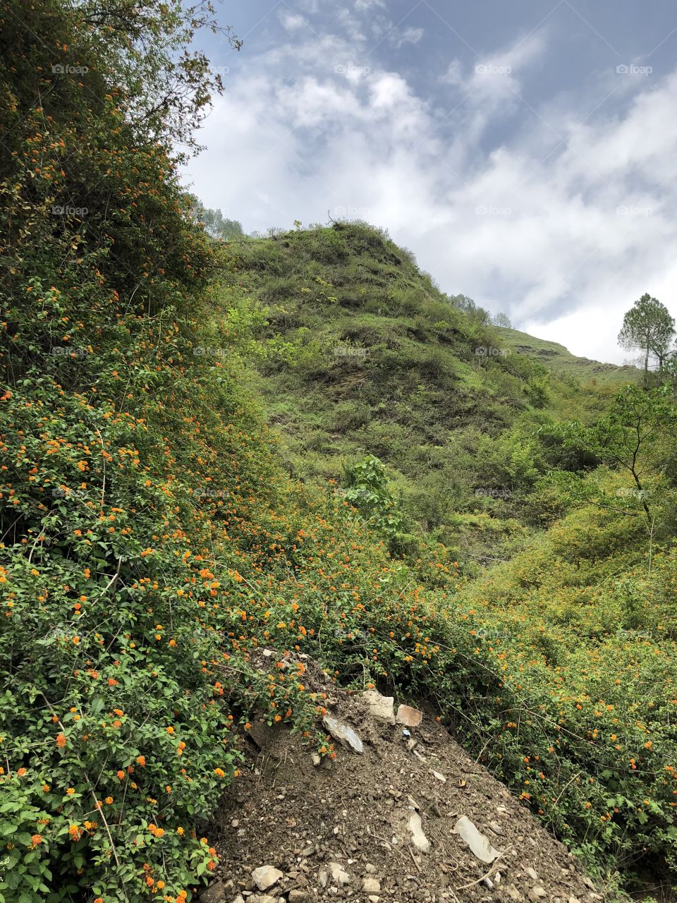 Natural Beauty : Mountain 