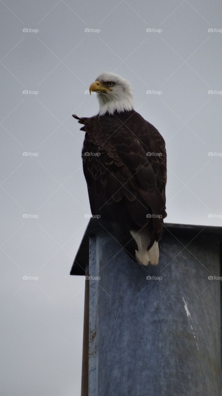 eagle watching