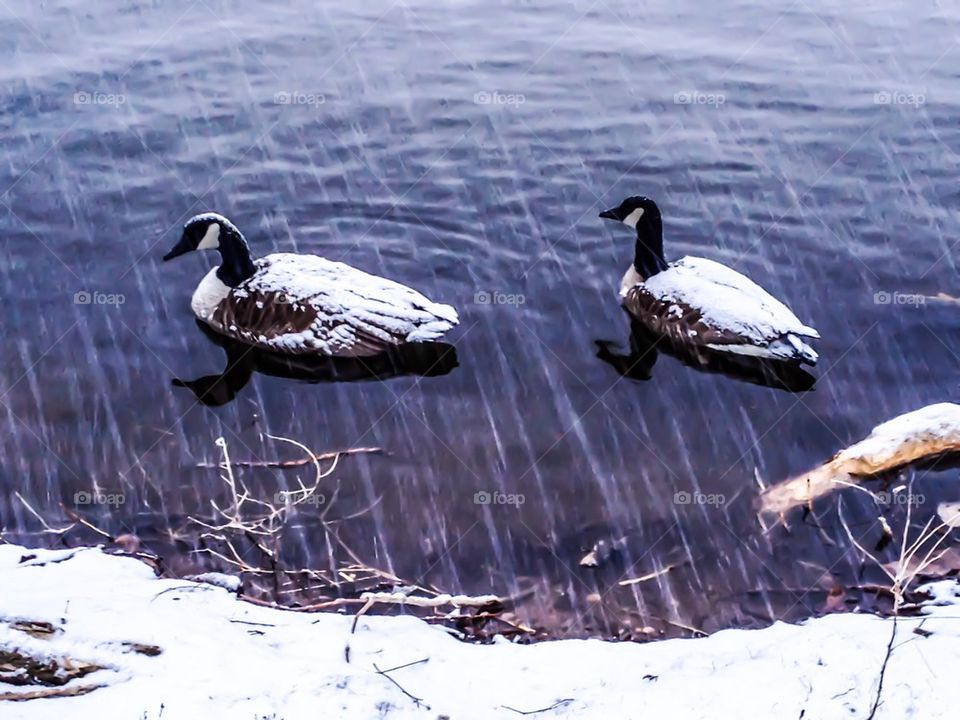 Snowy Geese