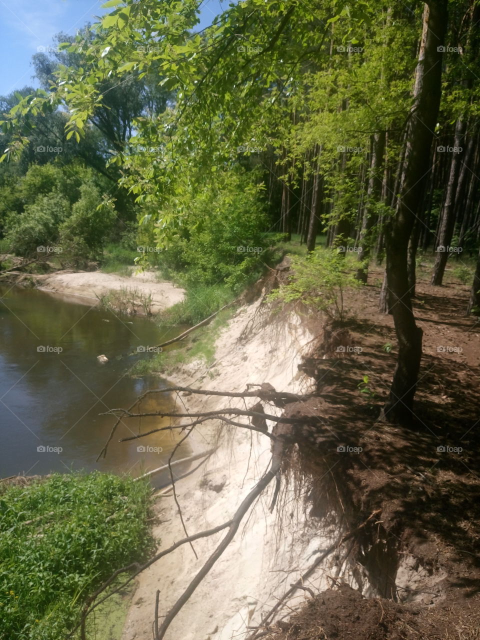 polish nature,  a small river in my neighborhood