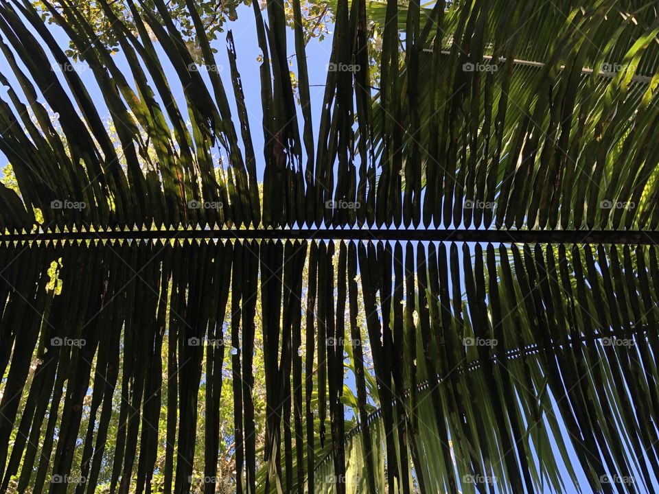 palm tree in the Caribbean 