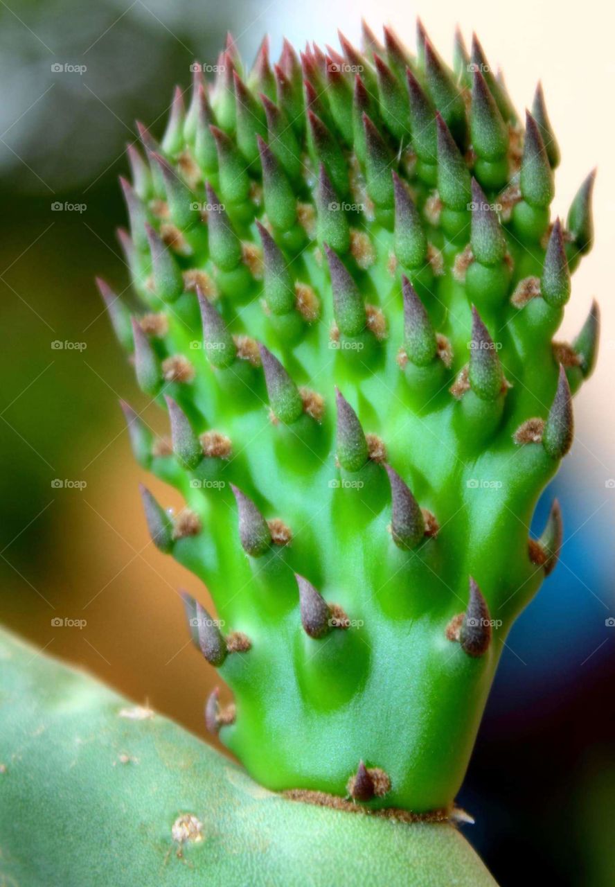 Cactus