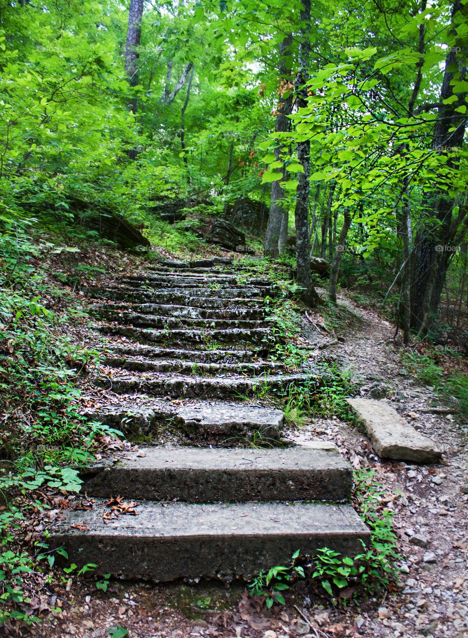 Stairway in the woods