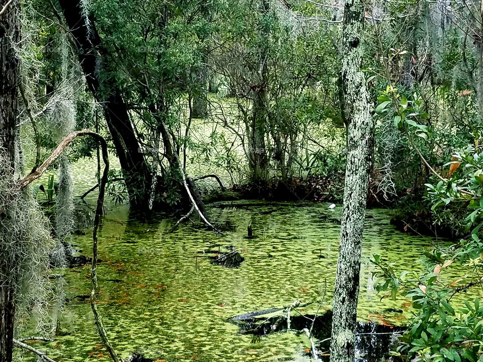 southern swamp