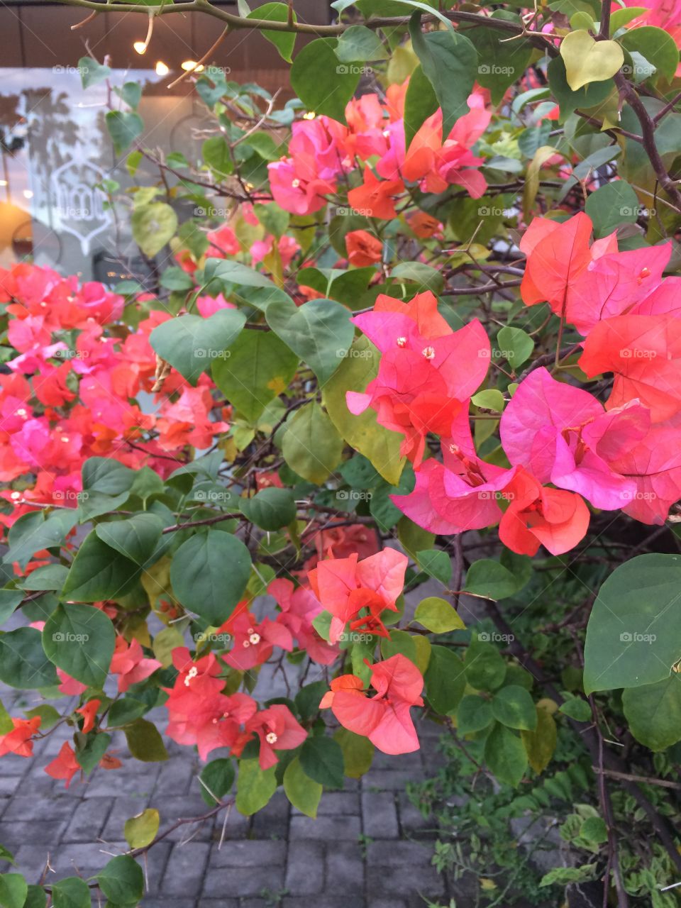 Coral Floral
Sanur, Bali, Indonesia
June 2017