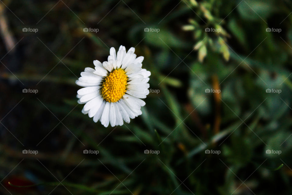 Little flower in the park.