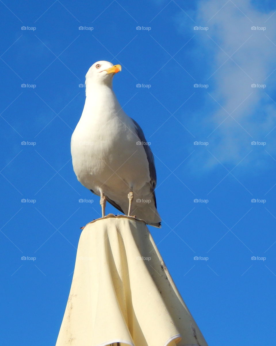 Seagull sitting on the umbrella
