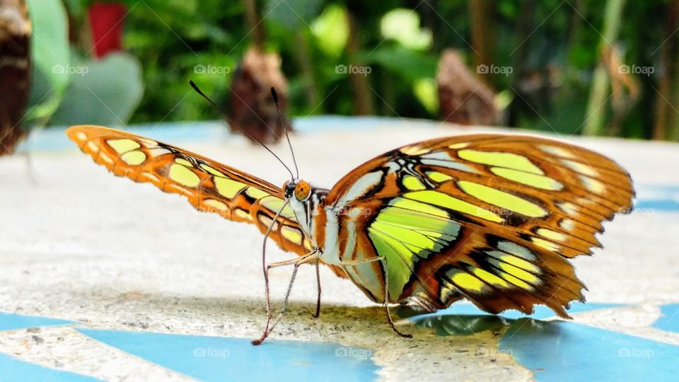 Nature, Butterfly, Insect, No Person, Outdoors