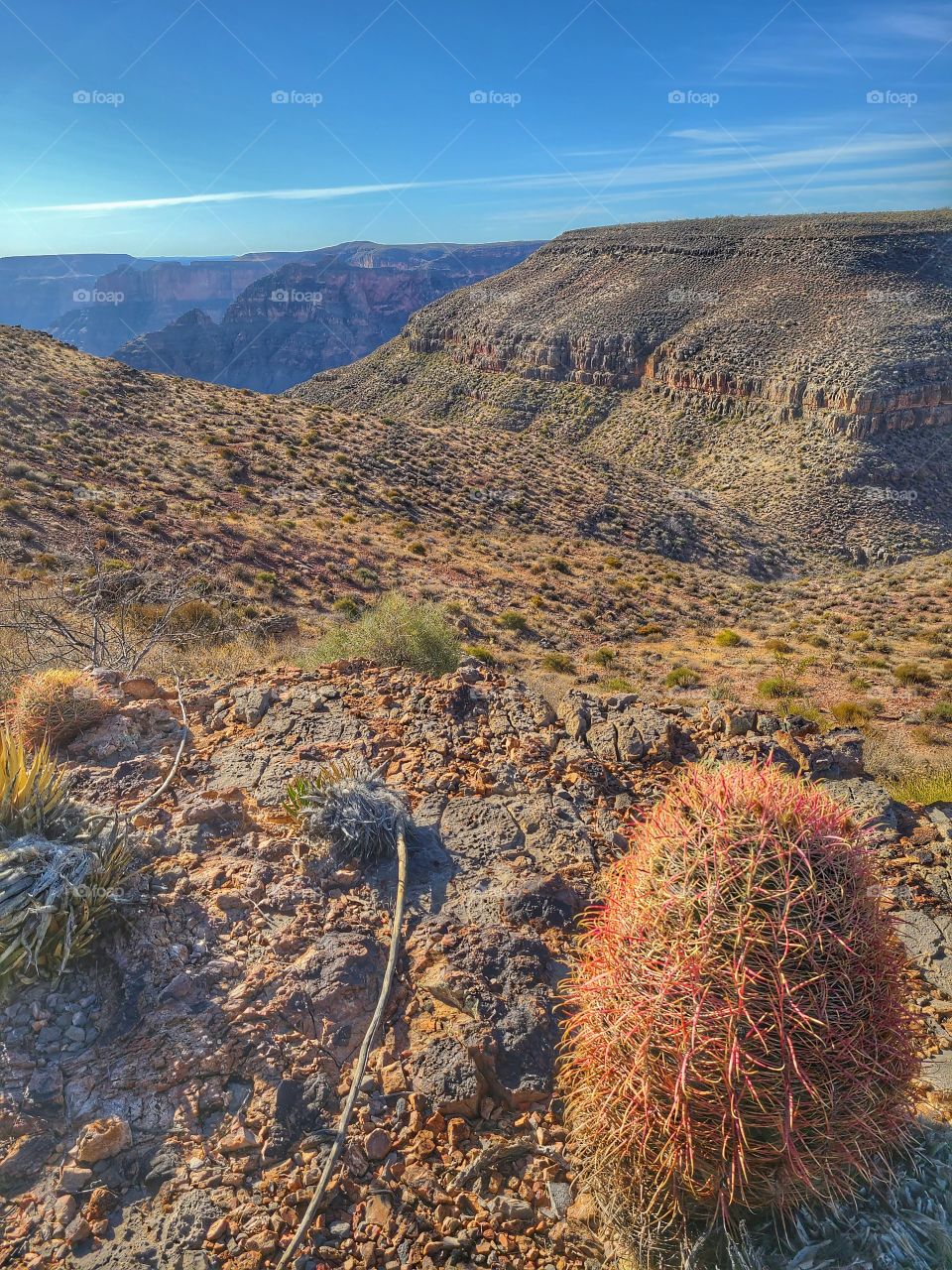 canyon cactus