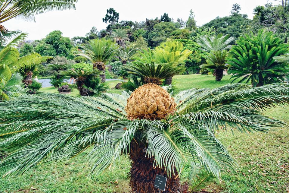 Jardim botanico - Madeira