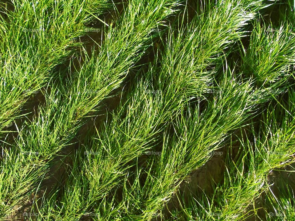 green grass background
