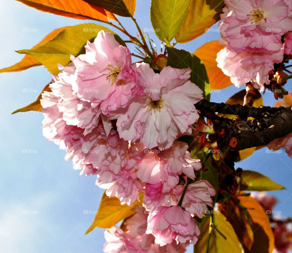 Beautiful blossom tree branch