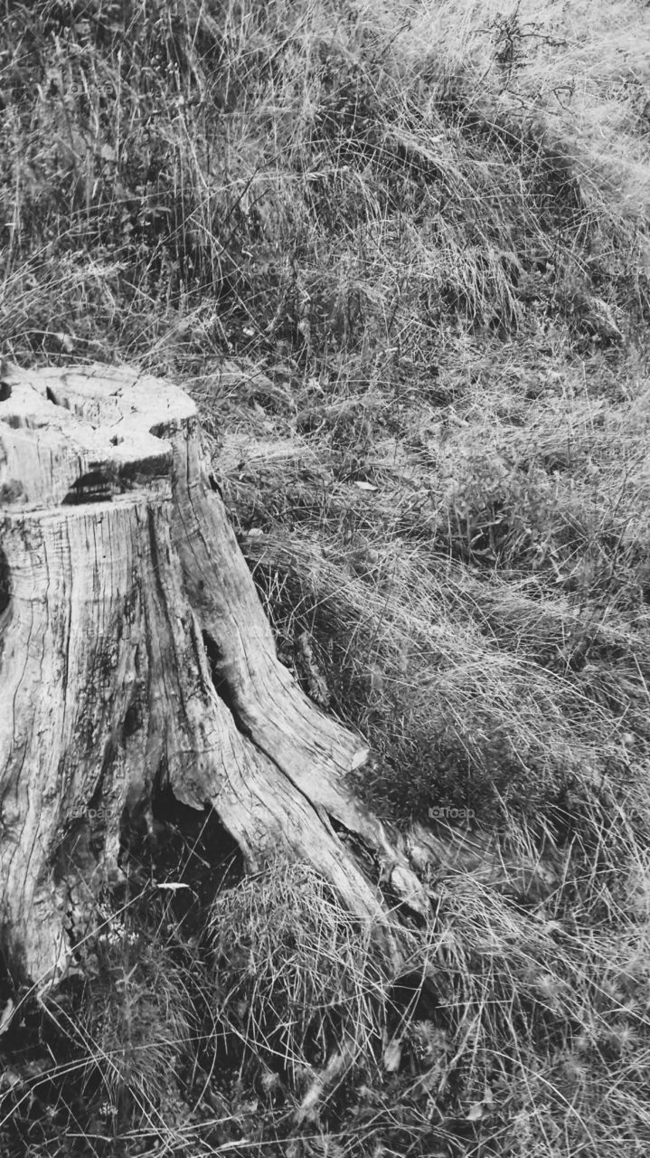 Nature, cuted tree photo in black and white