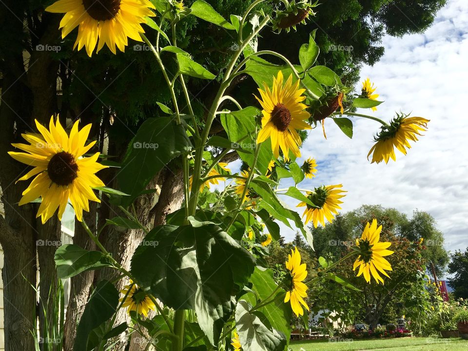 Sunflowers