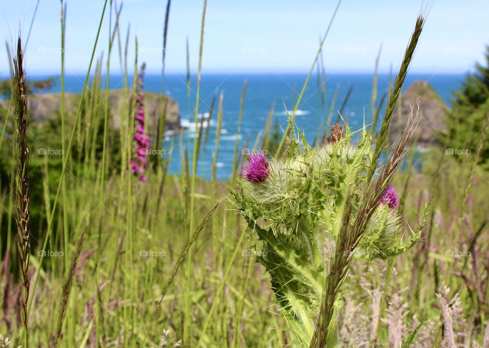 Whaleshead Beach at Brookings Harbor, Oregon USA; Close up of blooming thistle in the foreground 