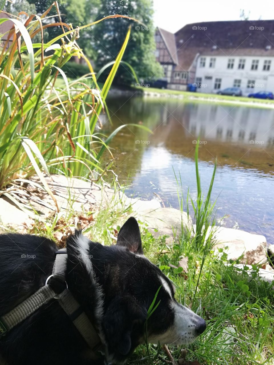 Cute dog by a lake