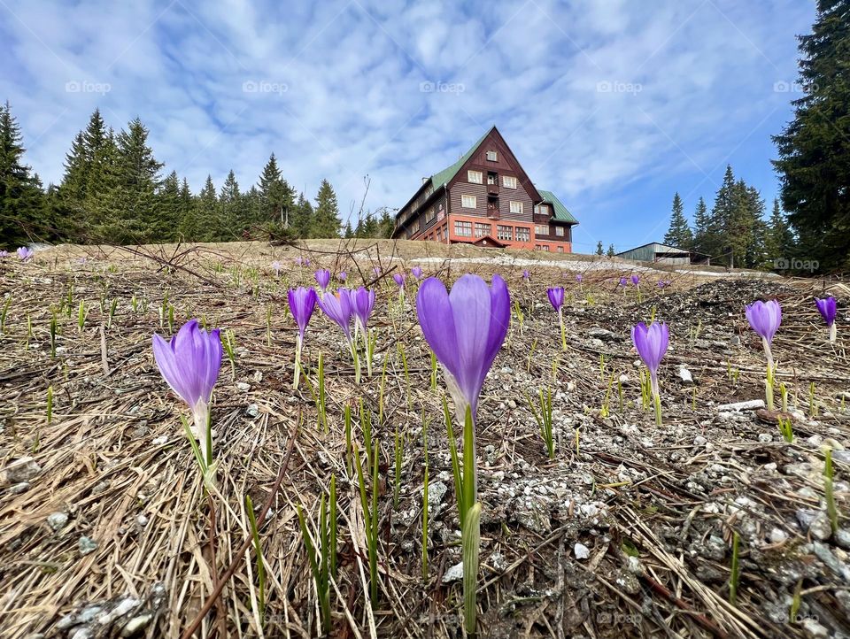 Purple crocus flowers near mountain chalet