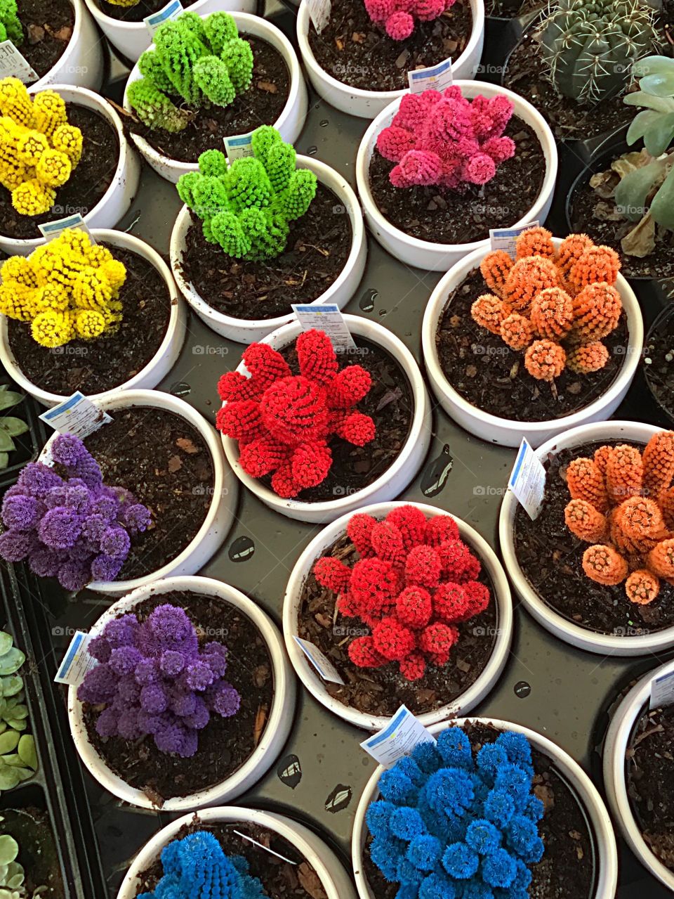 Cactus plants in unique vivid multicolors.