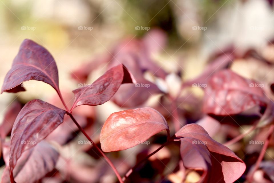 Evergreen shrub 