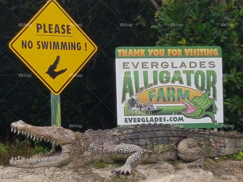 Alligator farm in USA (Everglades)