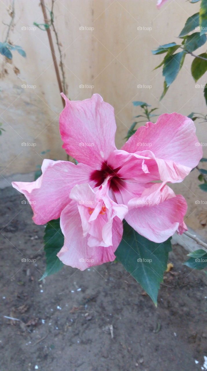 Pink rose in a garden