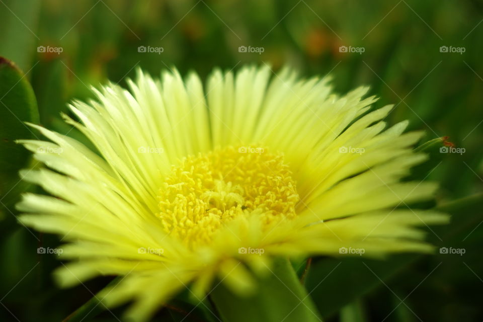 Yellow flower close-up
