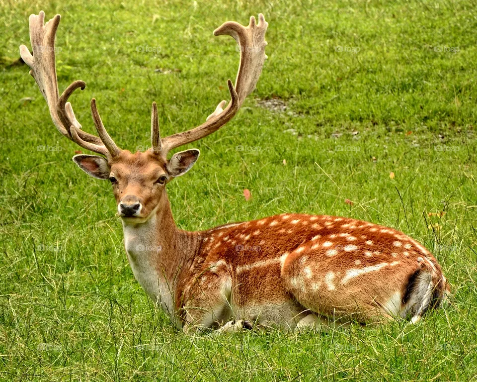 de