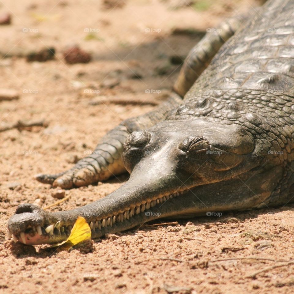 Krokodil / Crocodile