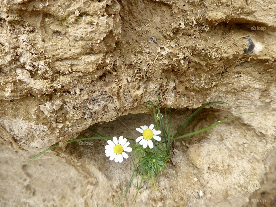 Baltic Sea Cliff 