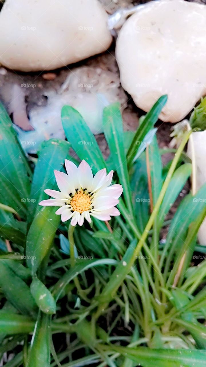 beautiful flower 🌼