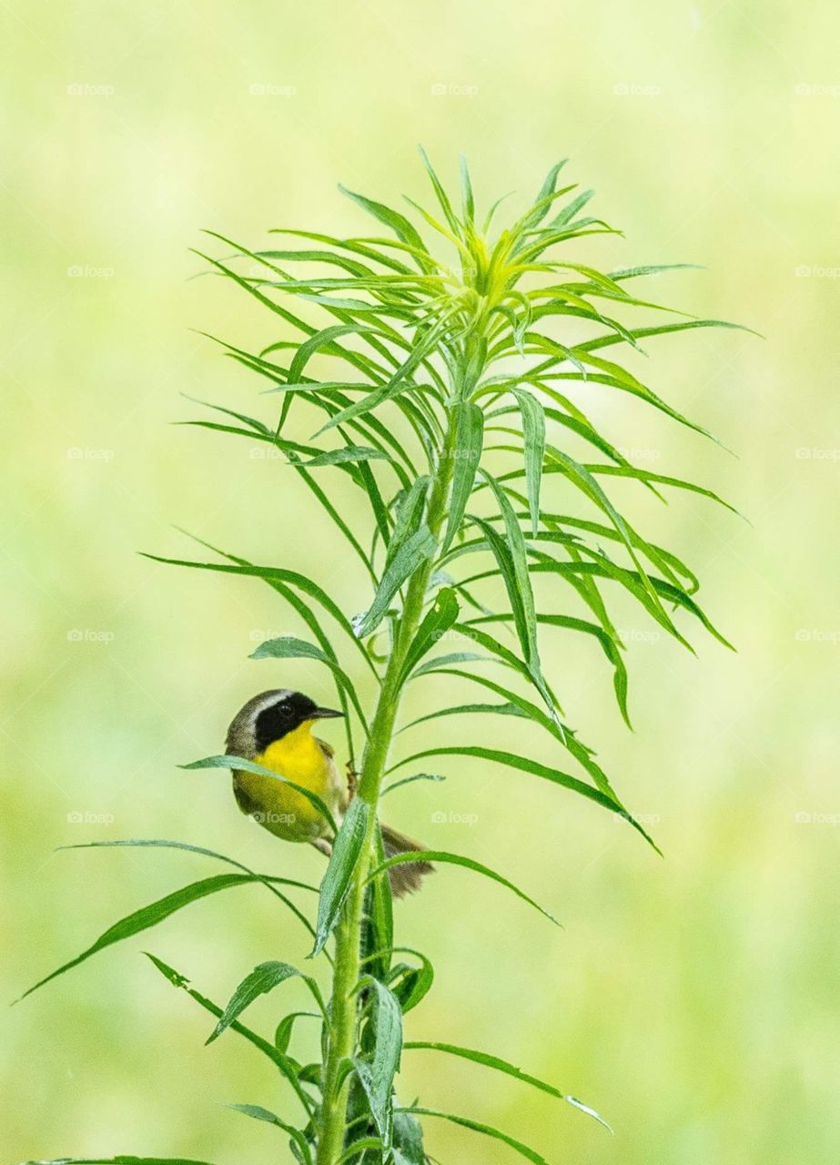 Common Yellowthroat Warbler